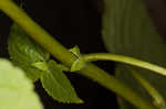 White snakeroot